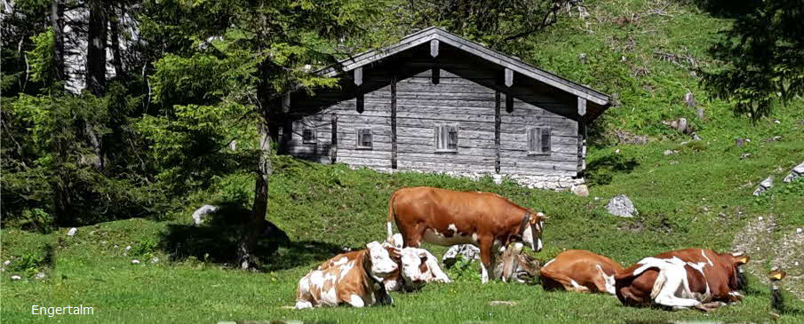 Khe auf der Engertalm Klausbachtal Ramsau